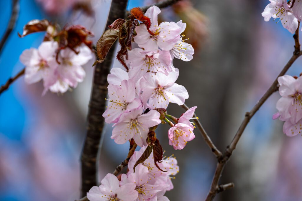 Kirschblüte