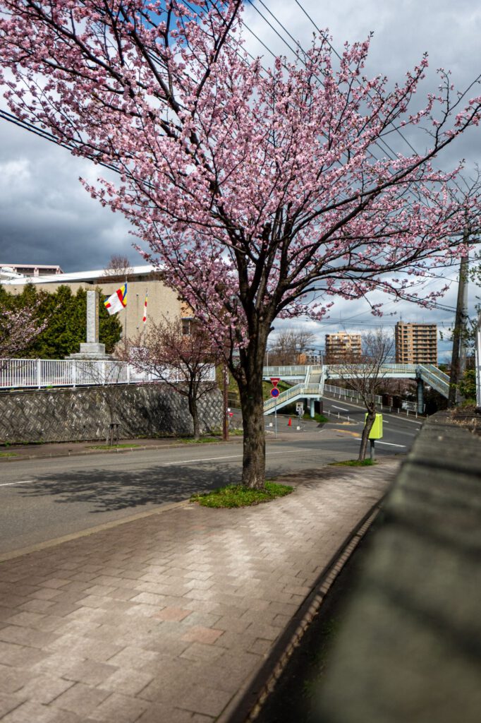 Sakura