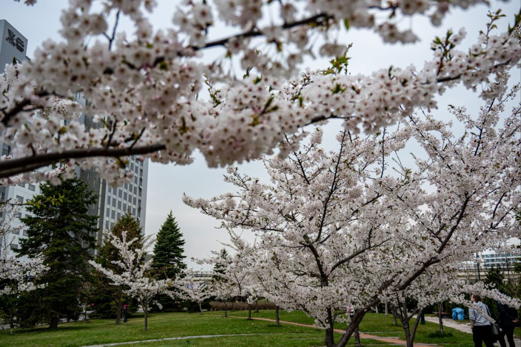 Kirschblüten
