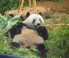 Panda